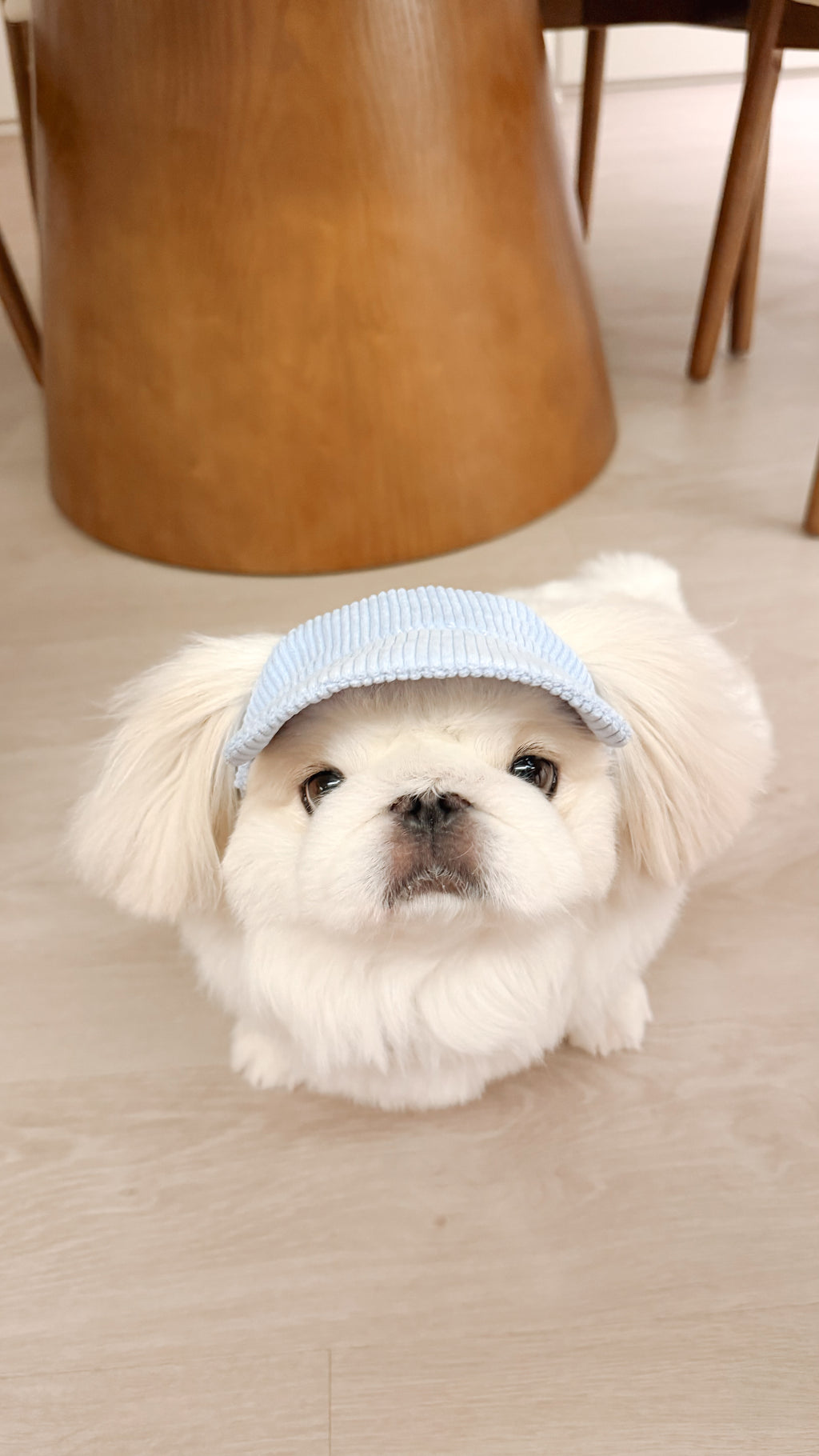 corduroy pup hat (powder blue)