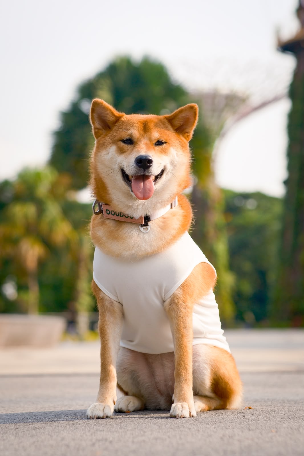 it's true, i bark in singlish pup tee (white)