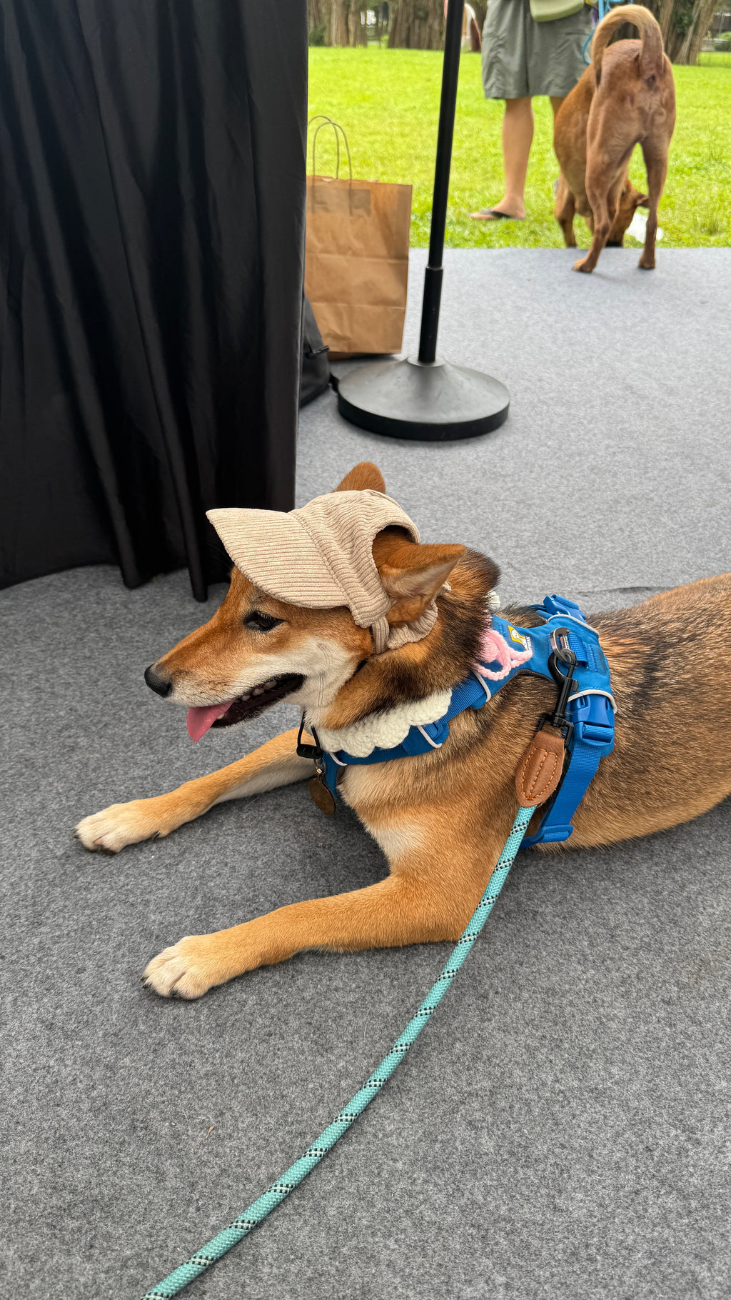 corduroy pup hat (khaki)