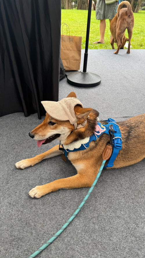 corduroy pup hat (khaki)