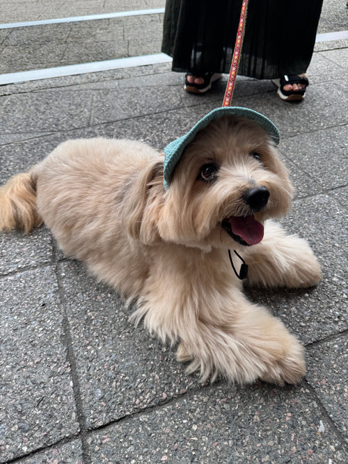corduroy pup hat (green)