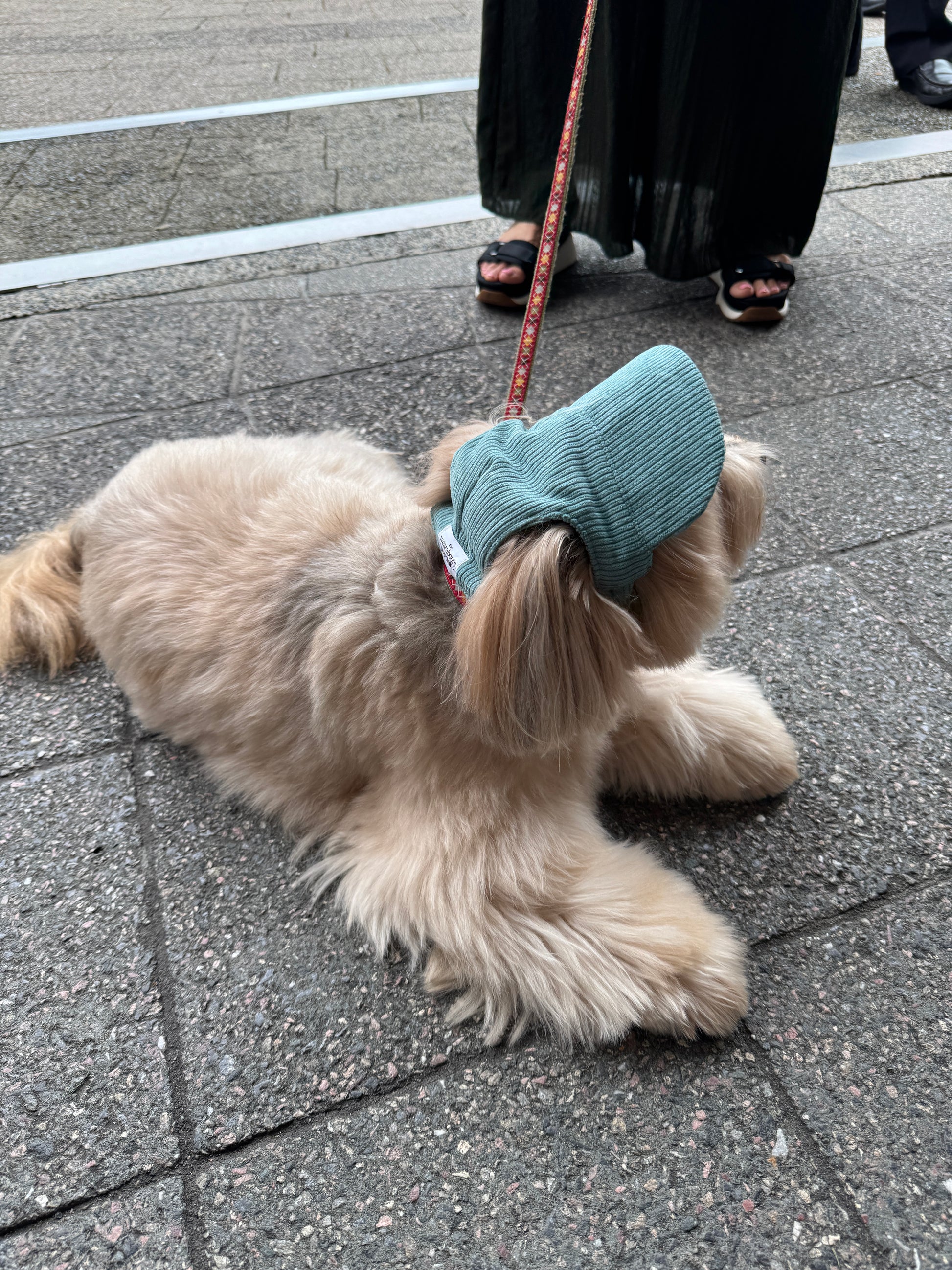 corduroy pup hat (green)