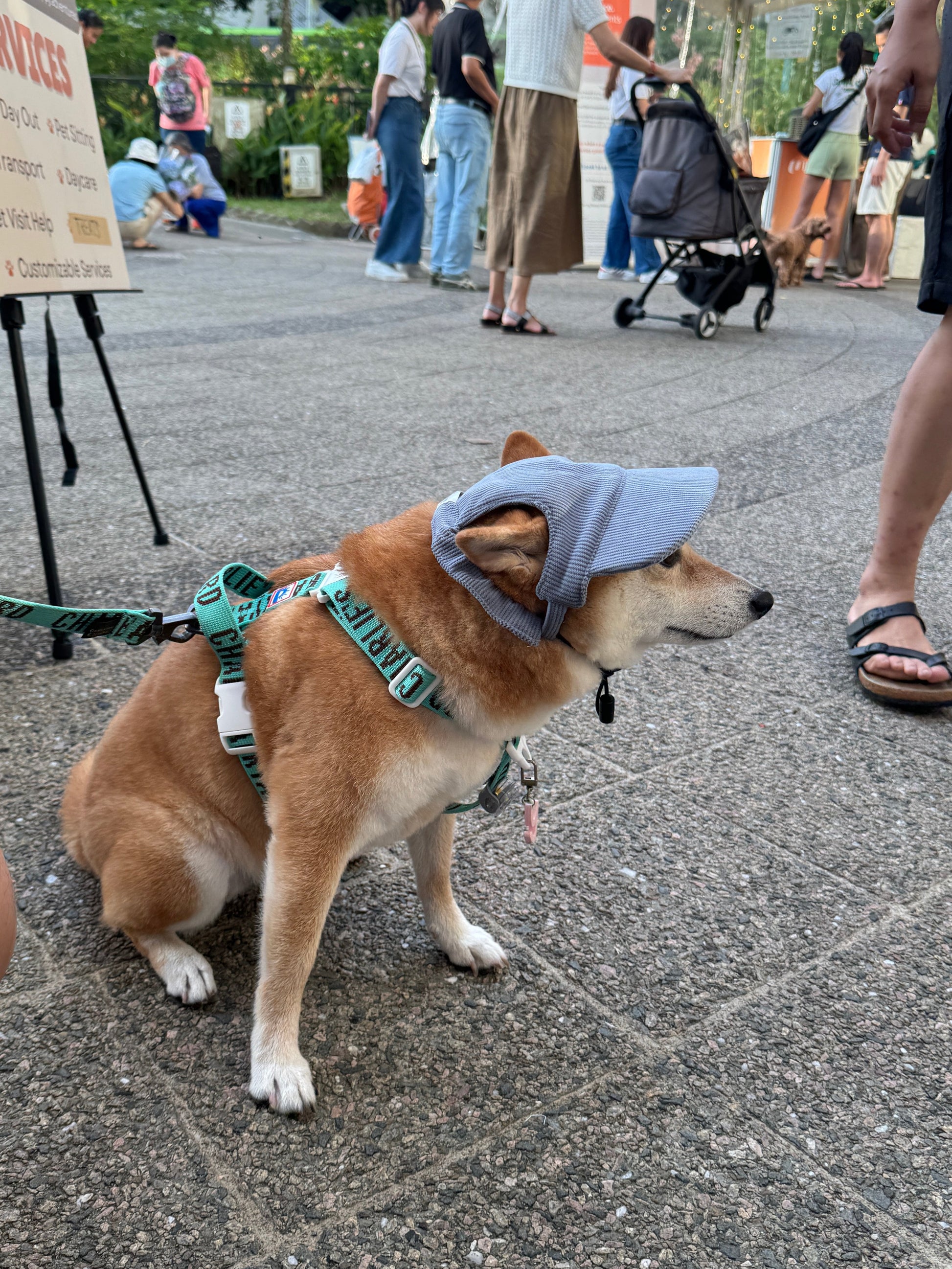 corduroy pup hat (blue)