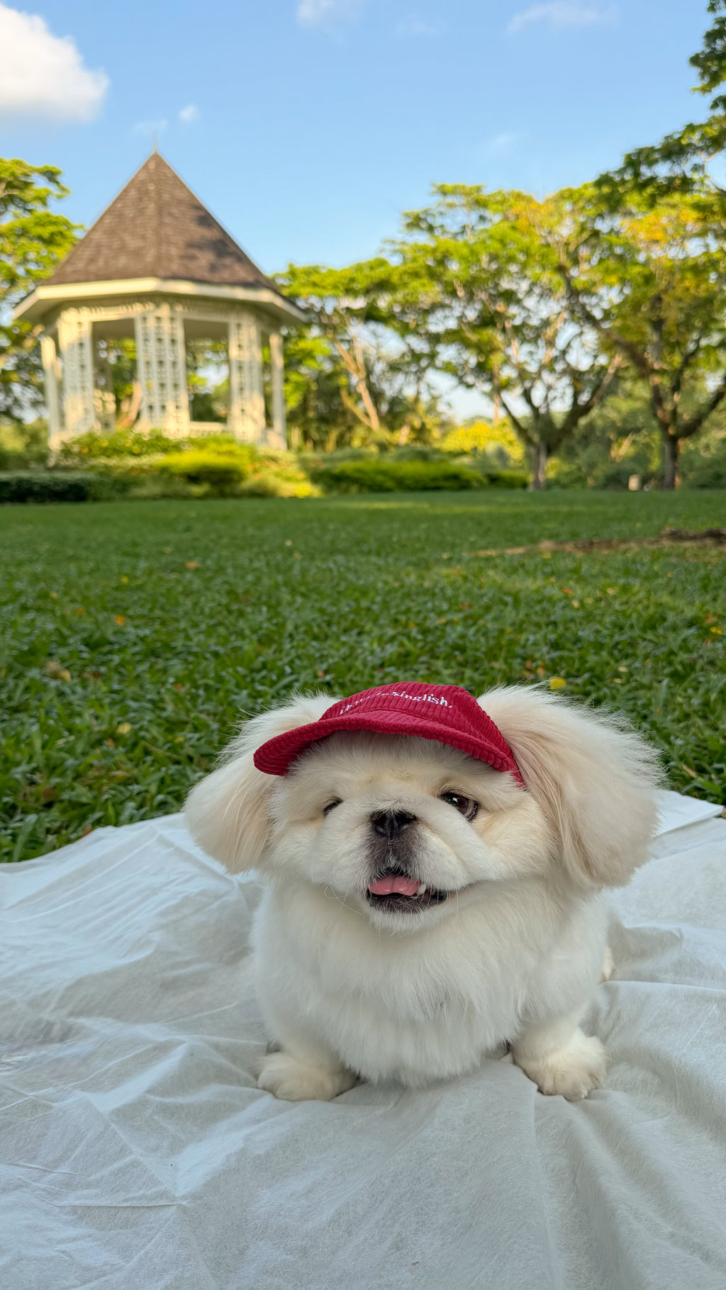 i bark in singlish pup hat