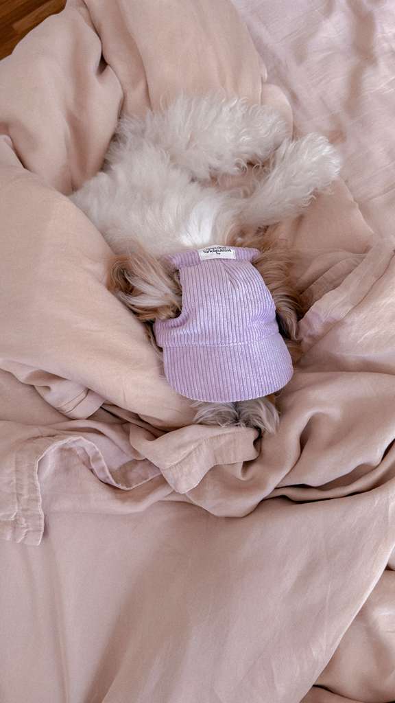 corduroy pup hat (purple) NEW