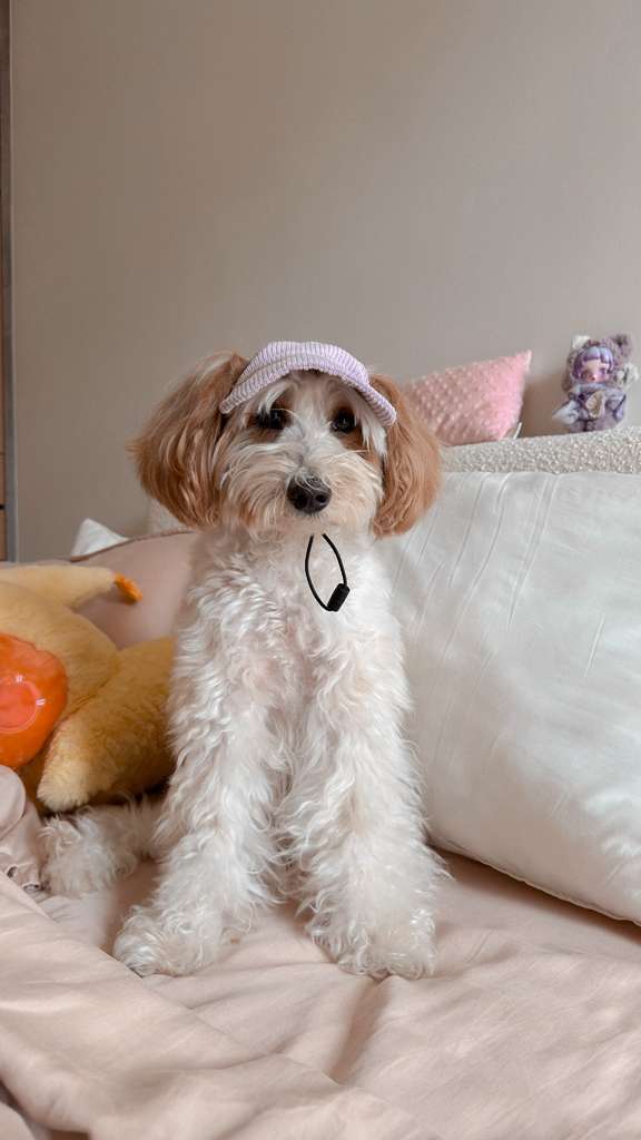 corduroy pup hat (purple) NEW