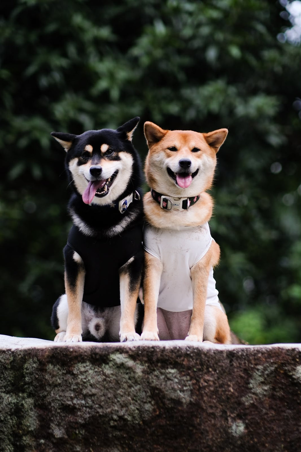 it's true, i bark in singlish pup tee (white)