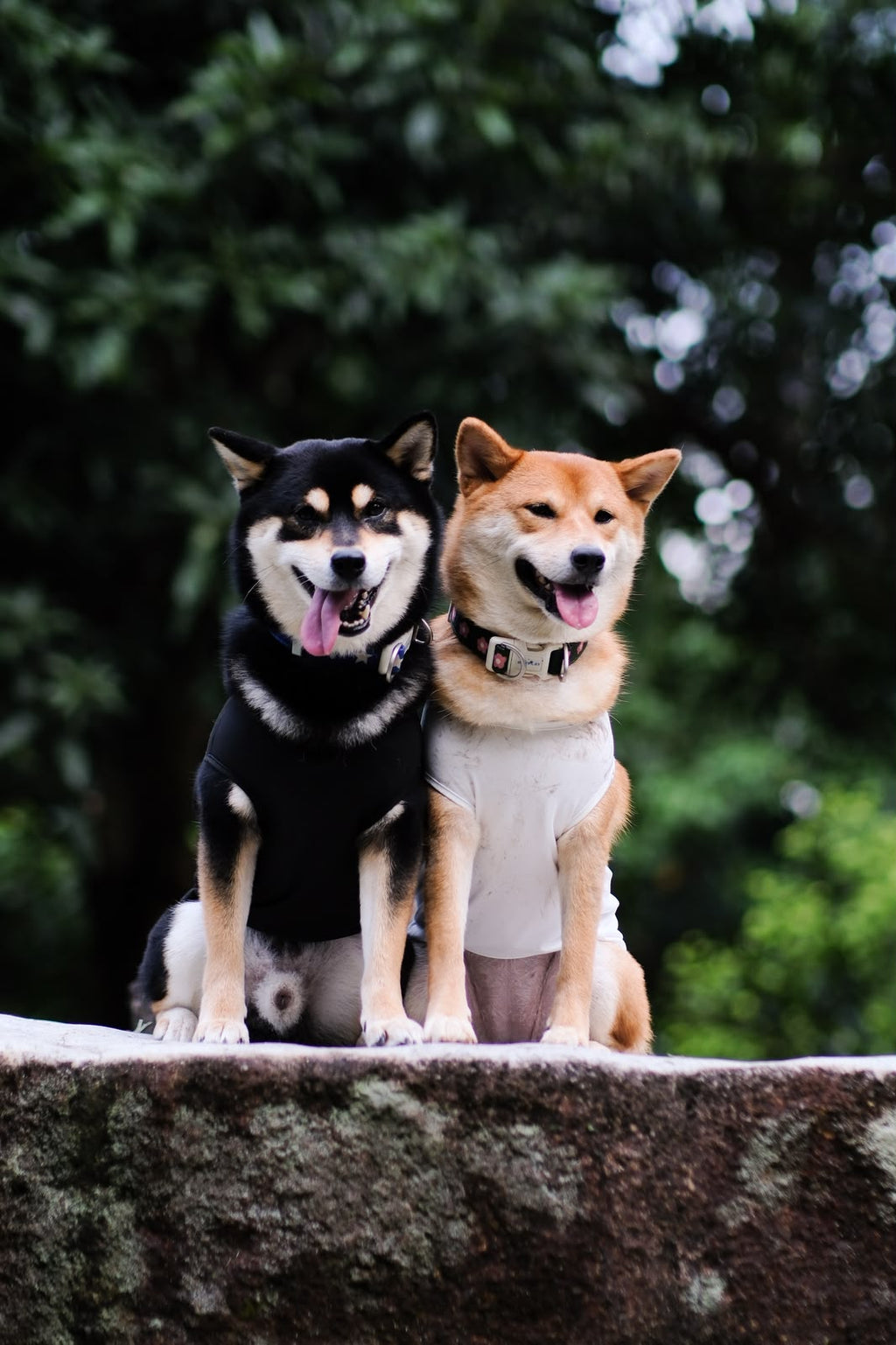 it's true, i bark in singlish pup tee (black)