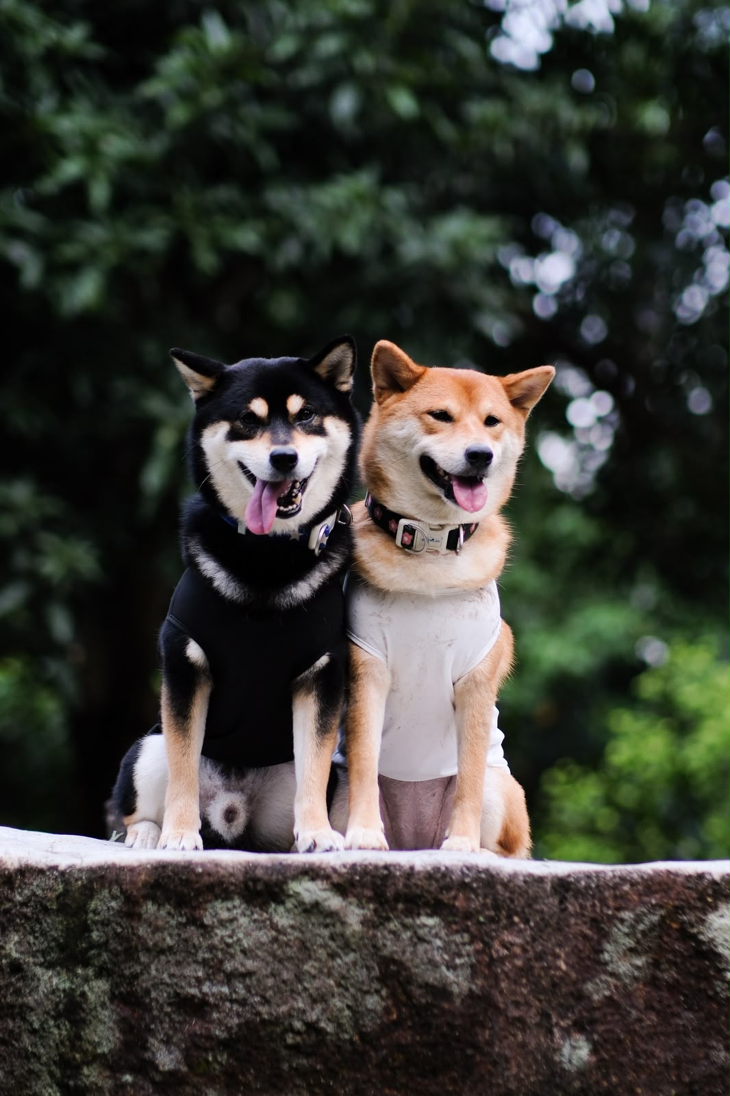 it's true, i bark in singlish pup tee (black)